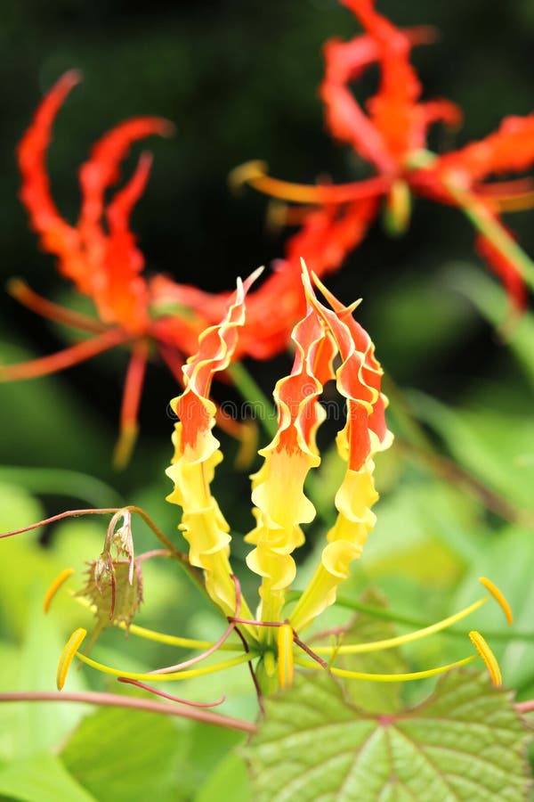 Gloriosa Genus Flower Image Stock Image Image of climbing, exotic
