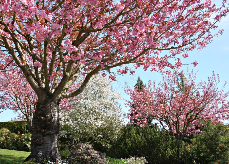 Hermoso próximamente primavera floreciente cereza árboles en rosa a blanco.