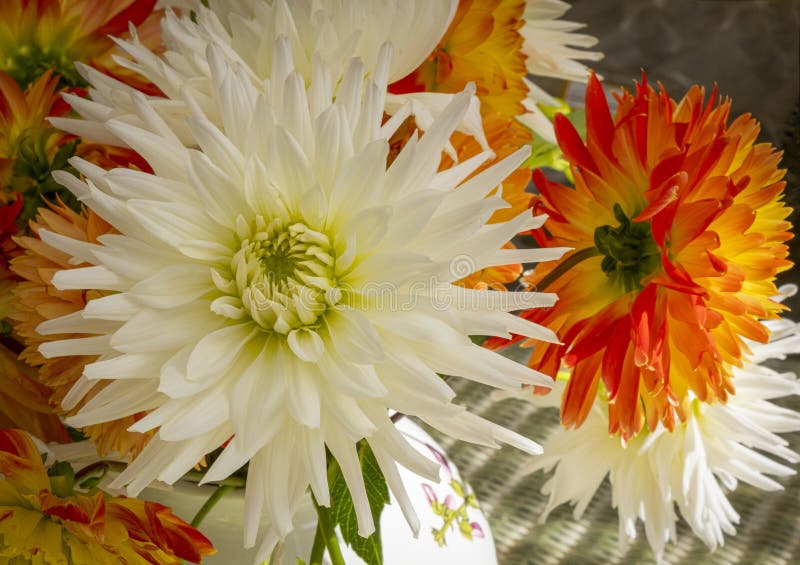 Glorious white Dahlia stock image. Image of nature, gardens 160366147
