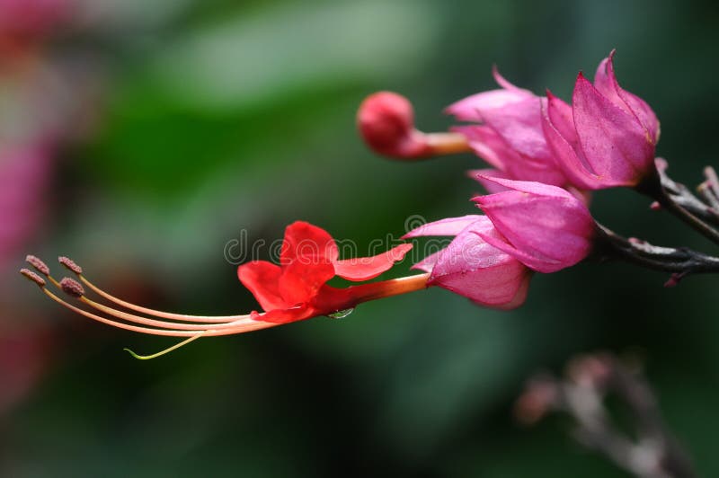 The closeup image of a bleeding-heart glorybower flower. The closeup image of a bleeding-heart glorybower flower.