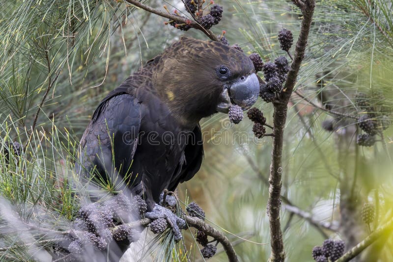 Glossy Black Cockatoo fotografering för bildbyråer