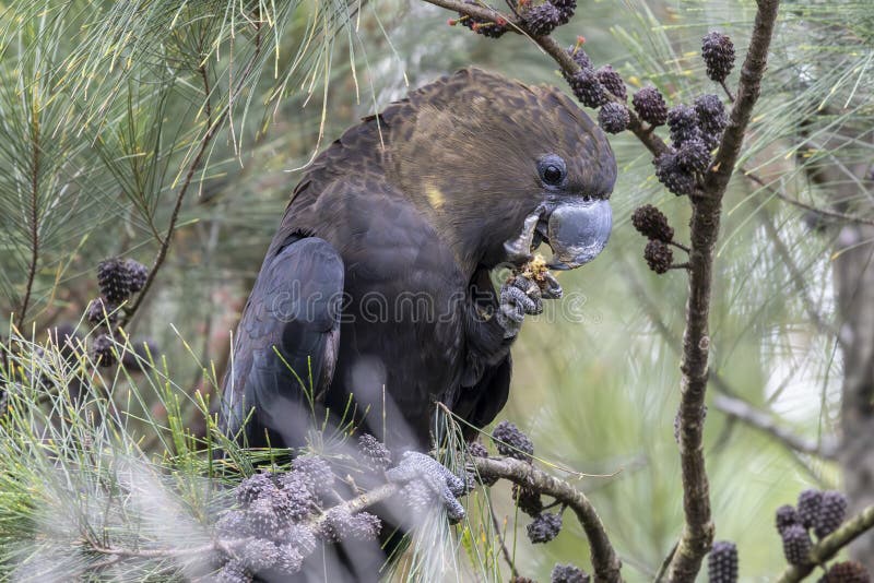 Glossy Black Cockatoo royaltyfri fotografi