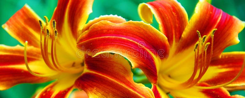 Glossy glass daylily is a flowering plant in the genus Hemerocallis. Gardening enthusiasts and professional horticulturalists have long bred daylily species for royalty free stock photo Glossy glass daylily is a flowering plant in the genus Hemerocallis. Gardening enthusiasts and professional horticulturalists have long bred daylily species for royalty free stock photo
