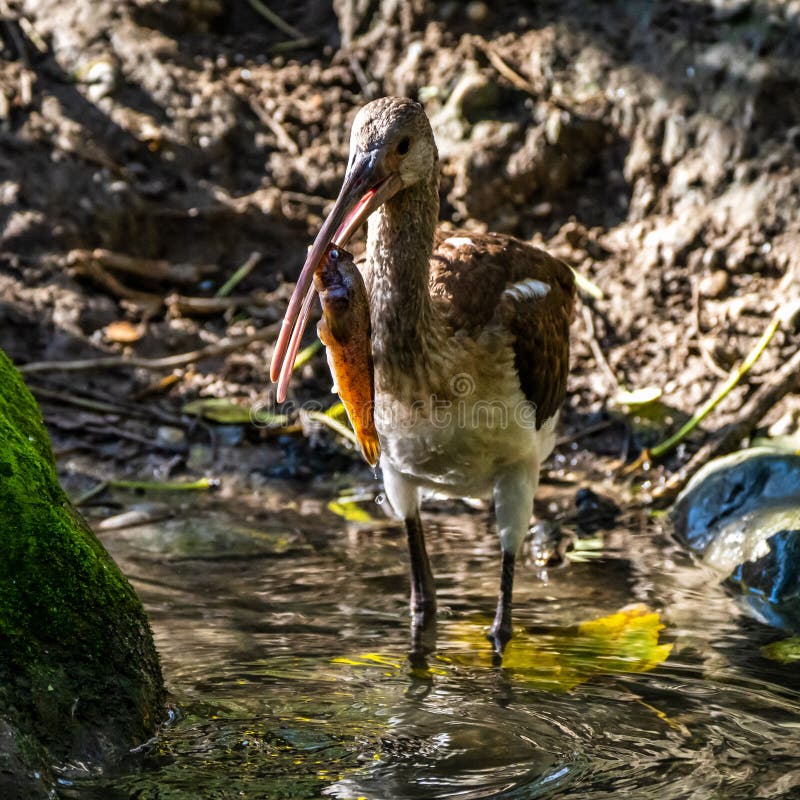Glossy ibis, Plegadis falcinellus som äter fisk fotografering för bildbyråer Glossy ibis, Plegadis falcinellus som äter fisk fotografering för bildbyråer
