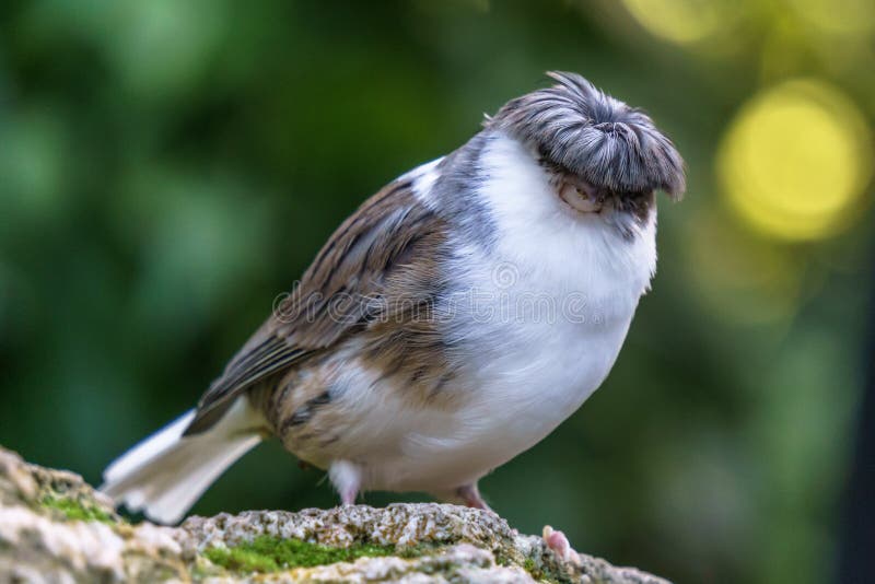 jenis burung kenari
