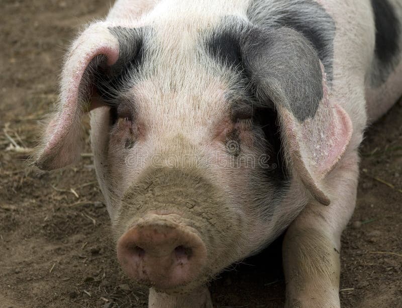 Gloucestershire Old Spot Pig Stock Photo Image of ears, pork 20590350