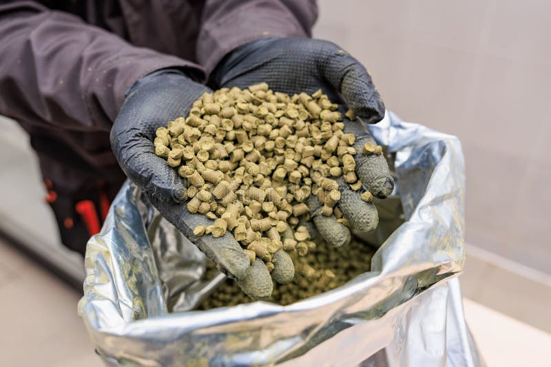 Gloved hands holding green hops pellets over silver bag in brewery royalty free stock photo