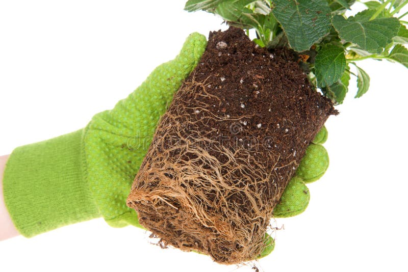 Gloved ręki mienie puszkował żółtej lantana kwiatu rośliny, zakorzenia granicę zdjęcie stock Gloved ręki mienie puszkował żółtej lantana kwiatu rośliny, zakorzenia granicę zdjęcie stock