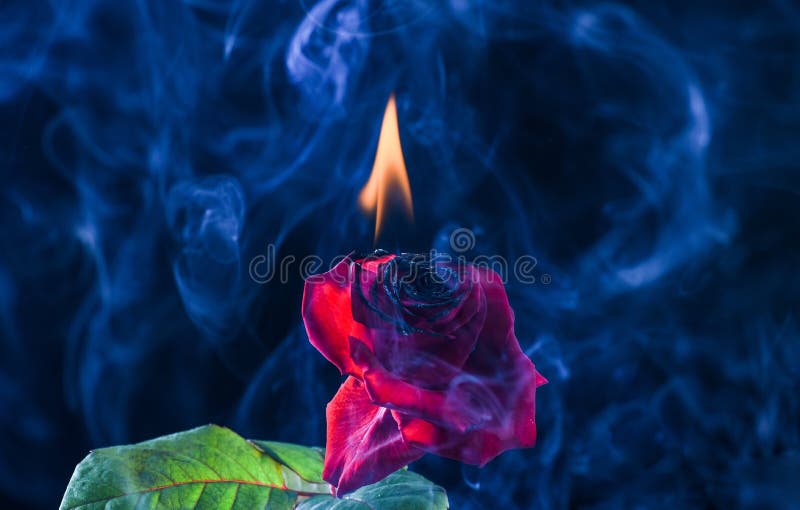 Burning Rose Wallpaper by SweetLanaPeaz - 5f - Free on ZEDGE™ | Burning rose,  Rose on fire, Rose wallpaper