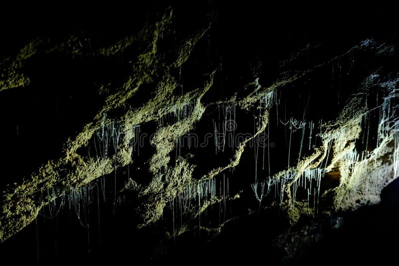 Glow worms at Glowworm Cave, New Zealand