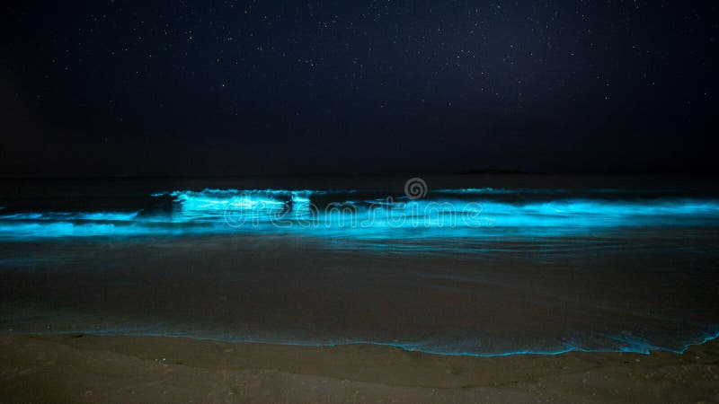 Where to See Bioluminescence in FloridaccGlowing bioluminescent beach. Bioluminescent beach with glowing bioluminescence coming crashing down at seashore along with waves at night royalty free stock images