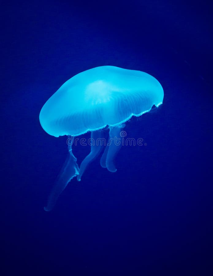 Glowing Blue Jellyfish stock photos Glowing Blue Jellyfish stock photos