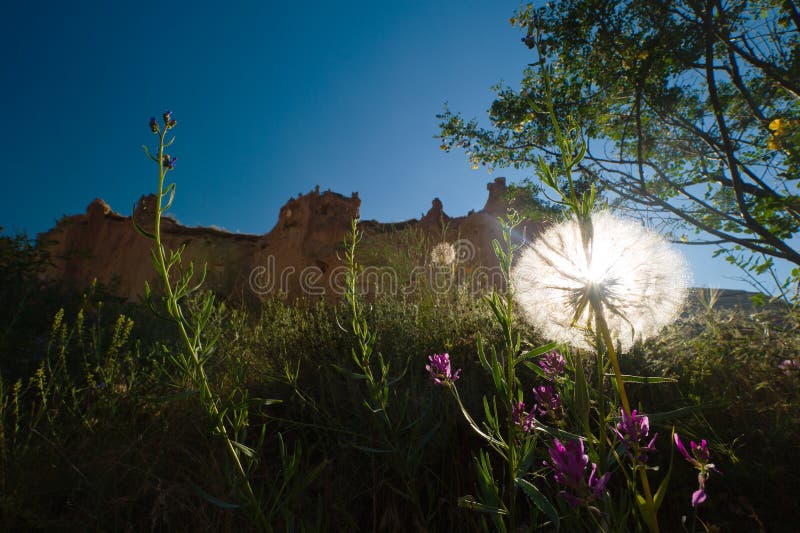 Glowing dandelion