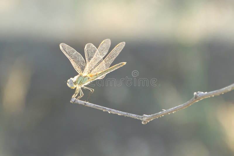 Dragonfly on a thin twig royalty free stock photo