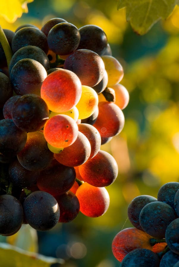 Glowing grapes Autumn image