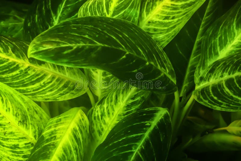 Glowing green floral background dieffenbachia