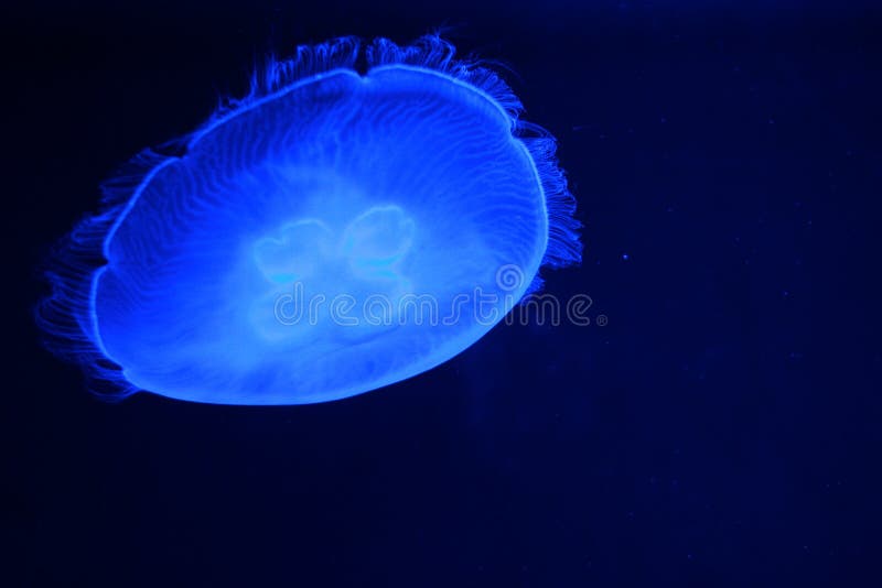 Glowing Jellyfish in the Dark Stock Image Image of life, float 70740057