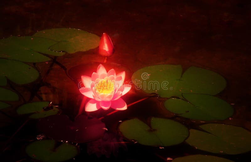 Glowing Pink Lotus Water Lily Stock Photos Free & RoyaltyFree Stock