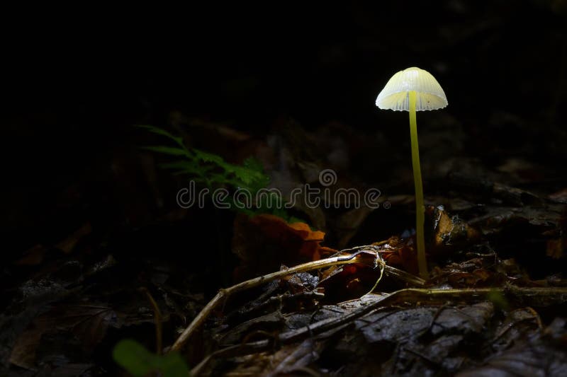 Glowing Mushroom Mycena In Dark Forest