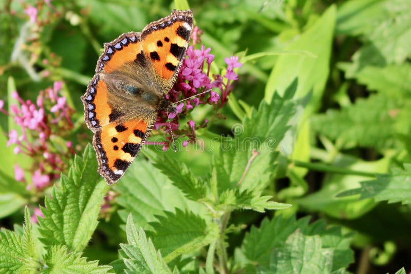 Beautiful Small Tortoiseshell butterfly feeding on lovely pink flowers in among stinging nettles in bright sgolden sunlight. Beautiful Small Tortoiseshell butterfly feeding on lovely pink flowers in among stinging nettles in bright sgolden sunlight.