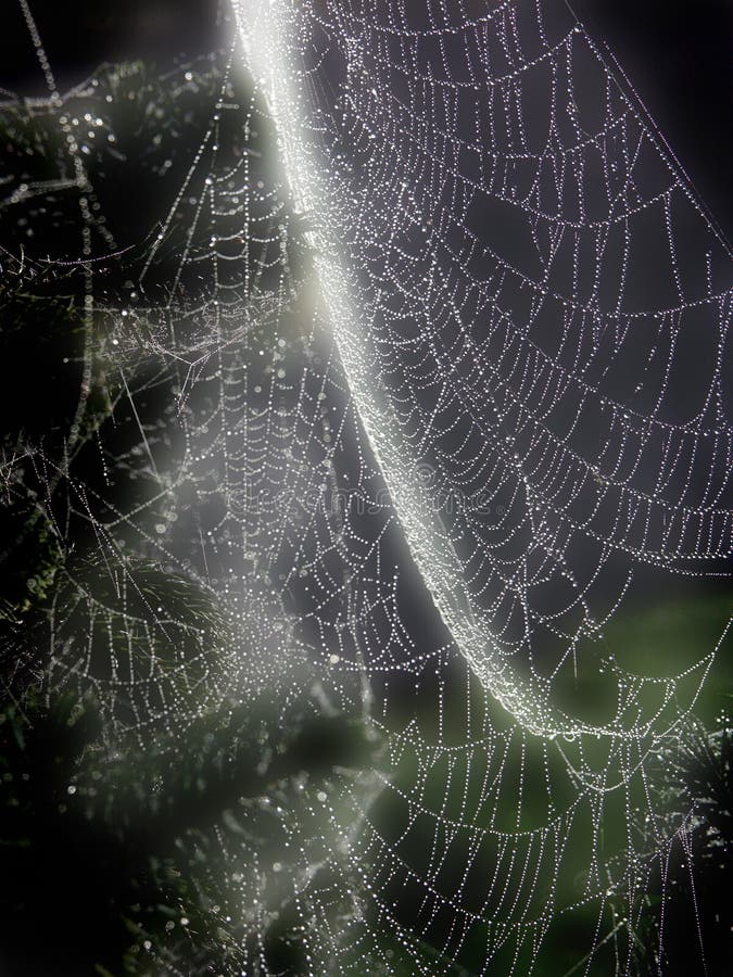 Spider Glows Stock Photos - Free & Royalty-Free Stock Photos from