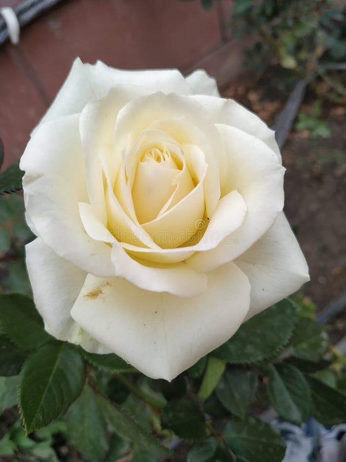 Glowing white Rose in my nursery royalty free stock photos