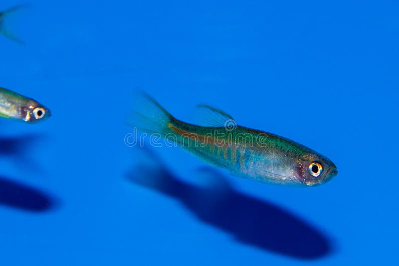 Glowlight Danio choprai stock images Glowlight Danio choprai stock images