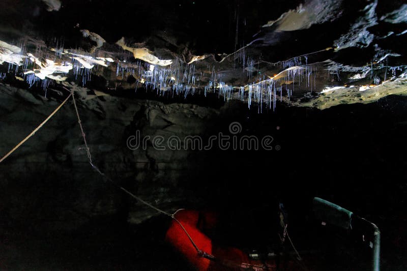 Glowworms filaments inside a cave, Waitomo, New Zealand