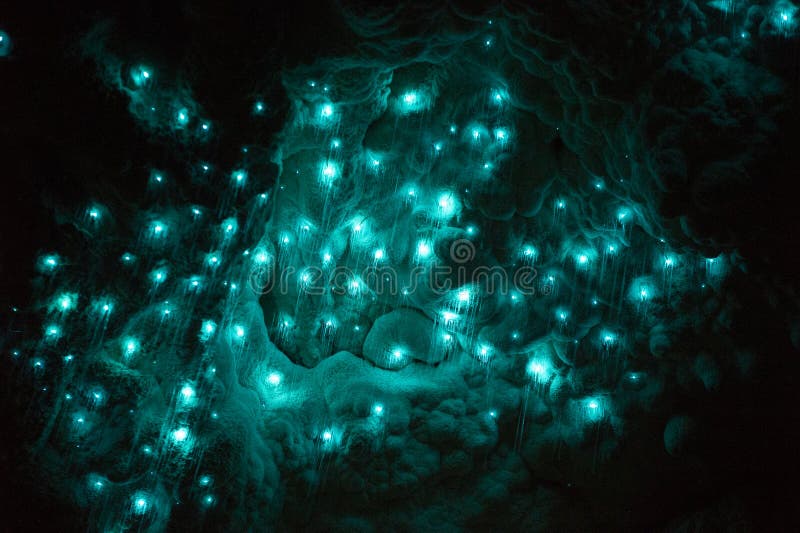 Glowworms in waitomo