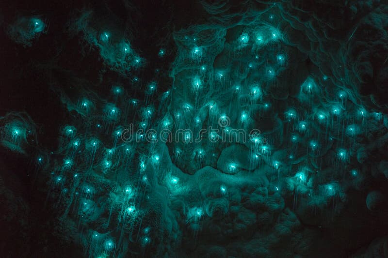 Glowworms in waitomo