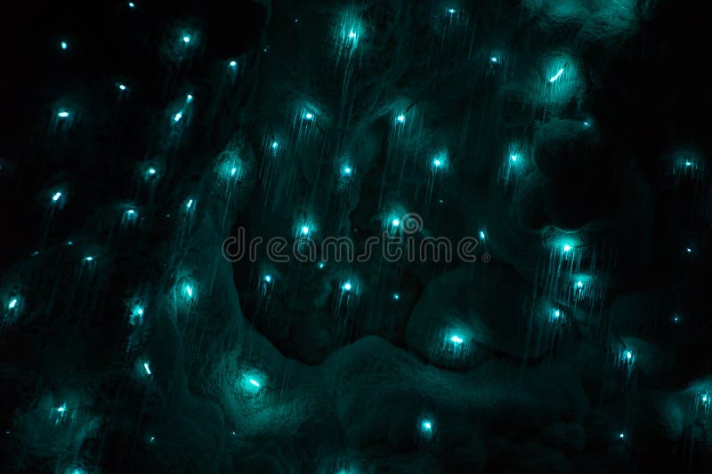 Glowworms in waitomo cave new Zealand