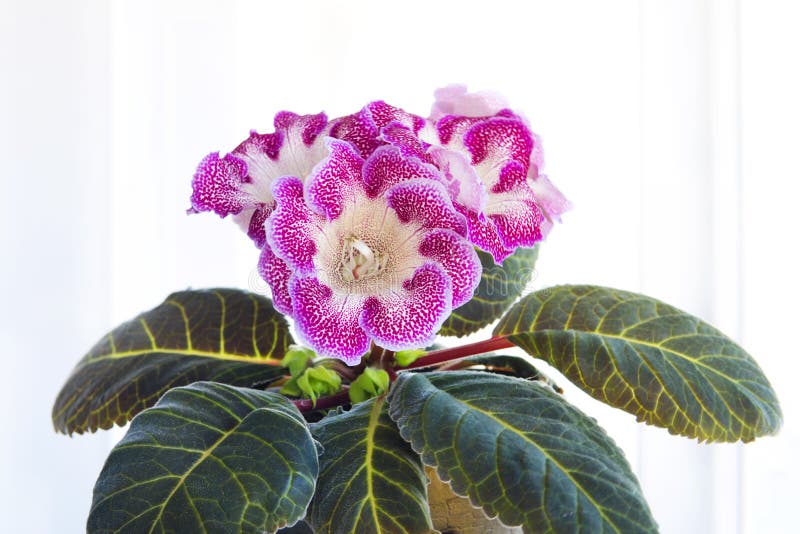 Gloxinia with Flowers in a Pot on Windowsill Against a White Window Stock  Photo - Image of home, natural: 244704964