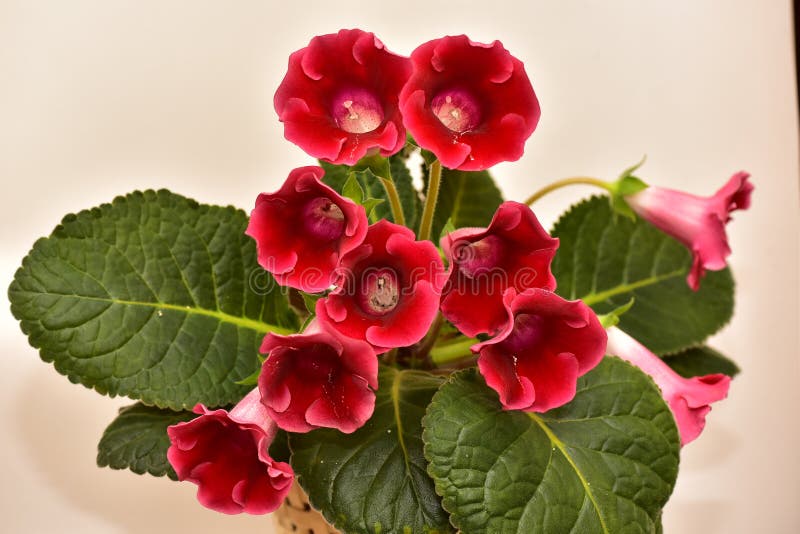 Gloxinia Plant with Red Flowers in a Flower Pot Stock Image - Image of  gloxinia, leaves: 224137843