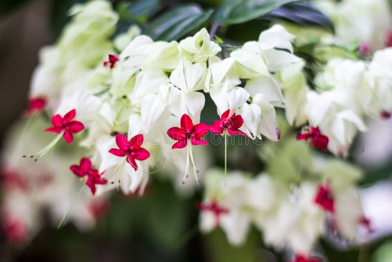 Gloy bower, Bleeding-heart vine flower royalty free stock photography