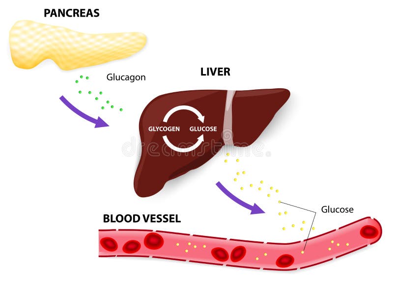 glucagon-glycogen-and-glucose-stock-photo-image-39693742