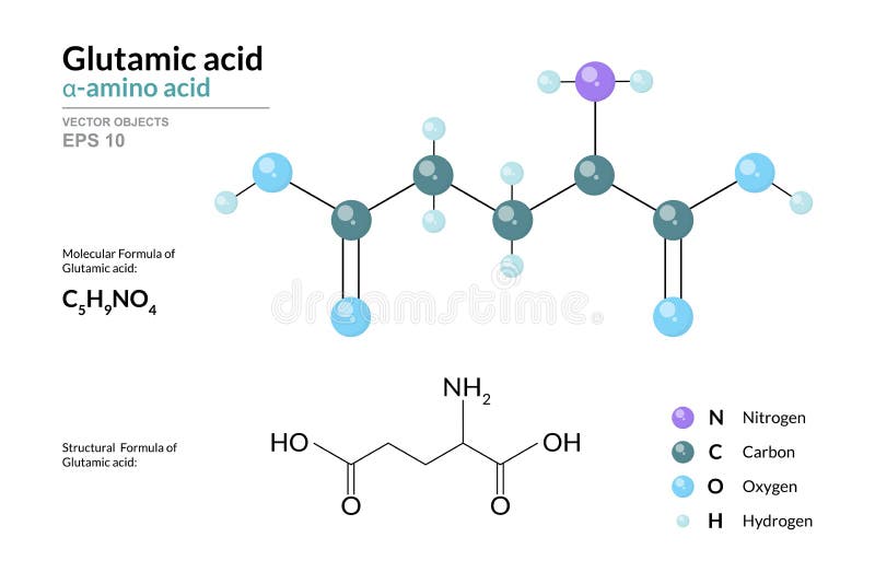 Glutamic Acid (Glu, E, Glutamate) Amino Acid and Neurotransmitter