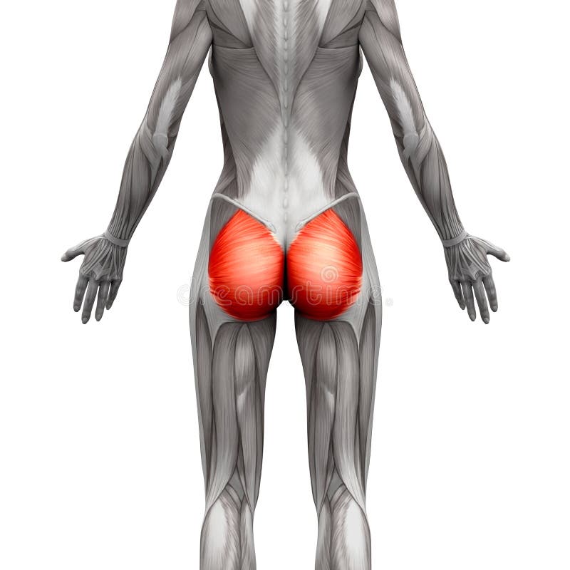 Gluteal Spieren/Gluteus Maximus - Geïsoleerde Anatomiespieren Stock Illustratie - Illustratie bestaande uit benen, wijfje: 71503280