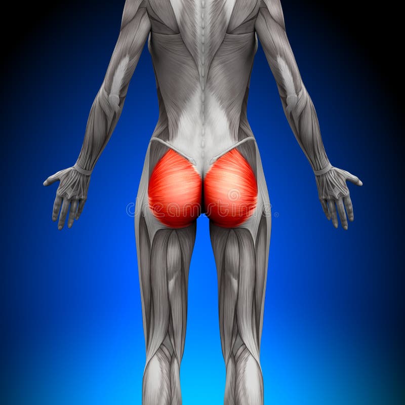 Glutes/Gluteus Maximus - Vrouwelijke Anatomiespieren royalty-vrije illustratie Glutes/Gluteus Maximus - Vrouwelijke Anatomiespieren royalty-vrije illustratie
