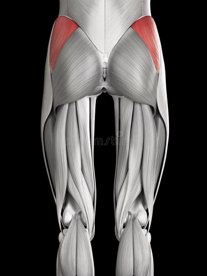 The gluteus medius stock illustration. Illustration of biology 45576644