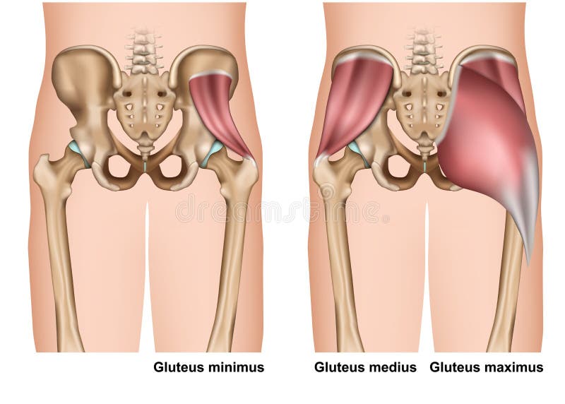 Gluteus mięśnia anatomii 3d medyczna ilustracja na białym tle ilustracji Gluteus mięśnia anatomii 3d medyczna ilustracja na białym tle ilustracji