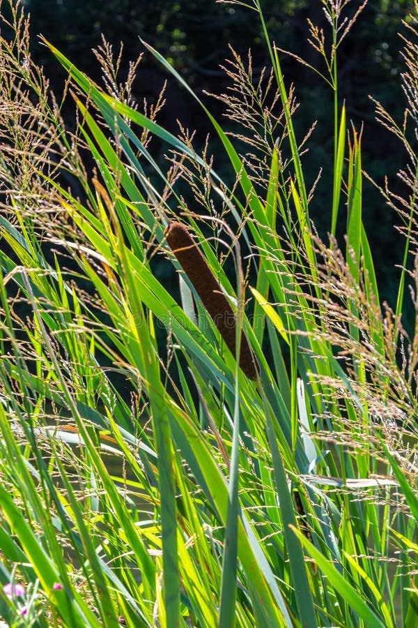 Glyceria maxima, commonly known as great manna grass, reed mannagrass, reed sweet-grass, and greater sweet-grass is rhizomatous