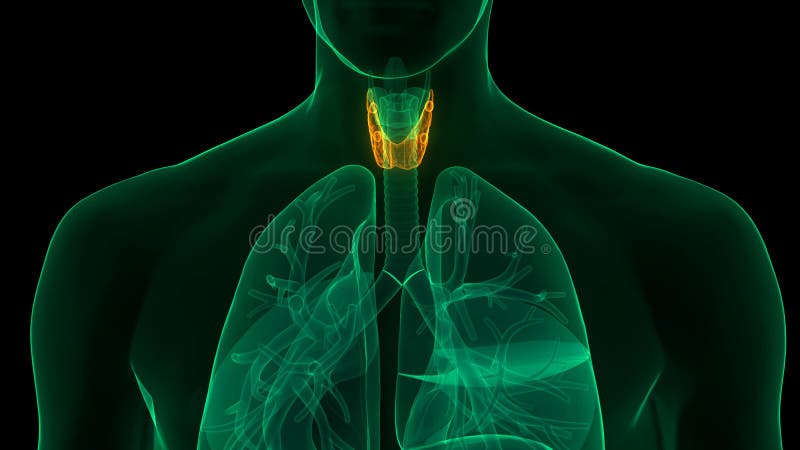 Glándulas corporales humanas concepto de animación de la anatomía de la glándula tiroidea