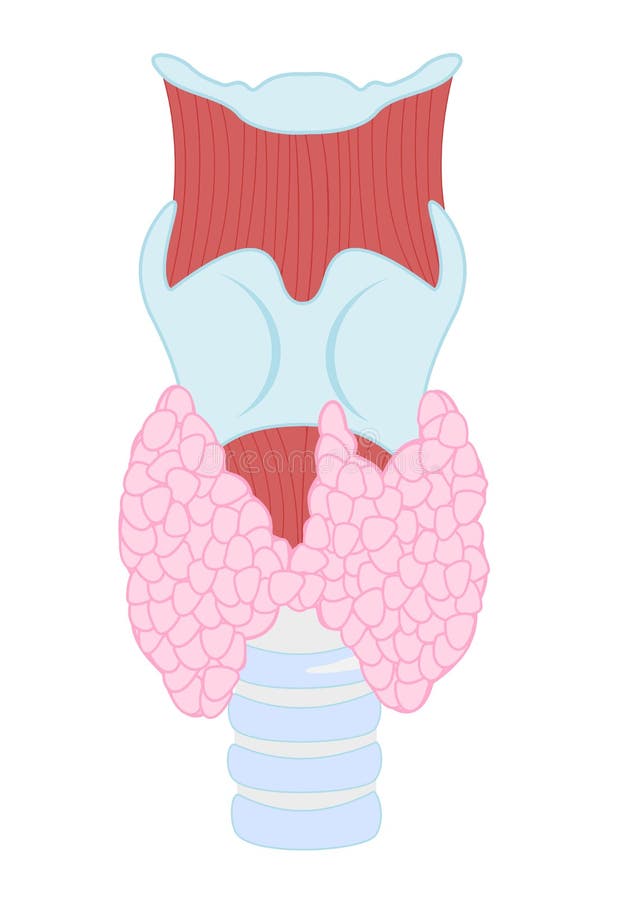 Glândula do tiróide ilustração stock Glândula do tiróide ilustração stock