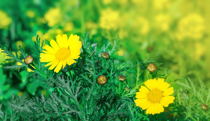 Glänta med ljusa gula blommande tusenskönor för blomma för japan Cherryclose för bakgrund blom- tree fjäder upp royaltyfri fotografi Glänta med ljusa gula blommande tusenskönor för blomma för japan Cherryclose för bakgrund blom- tree fjäder upp royaltyfri fotografi