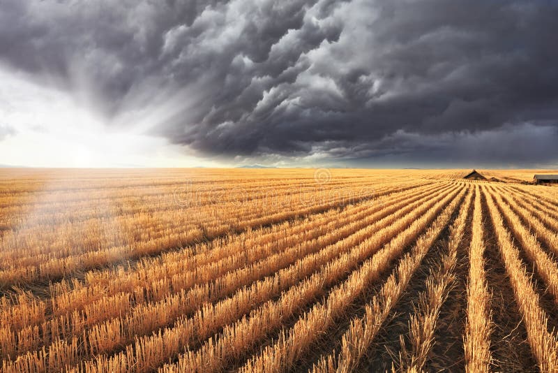 A huge storm cloud is almost completely covered the sky. Shining sun peeks out from under the clouds. The harvest in the fields of Montana. A huge storm cloud is almost completely covered the sky. Shining sun peeks out from under the clouds. The harvest in the fields of Montana