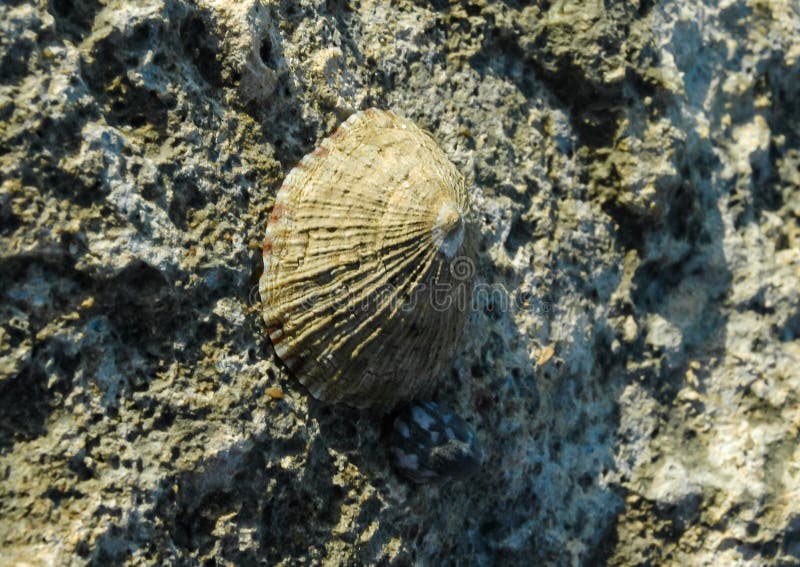 Glossy limpet (Cellana rota) - A gastropod attached to a rock on a rock on the shore near Hurghada, Egypt. Glossy limpet (Cellana rota) - A gastropod attached to a rock on a rock on the shore near Hurghada, Egypt.