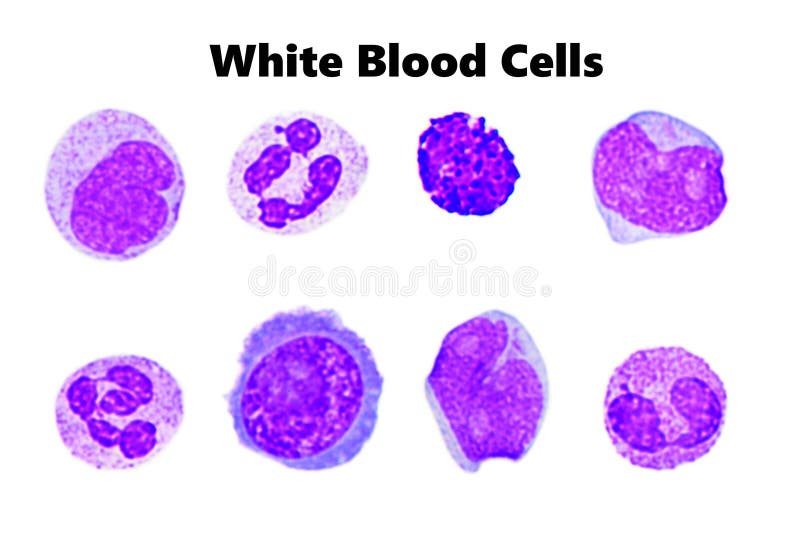 Glóbulos blancos normales
