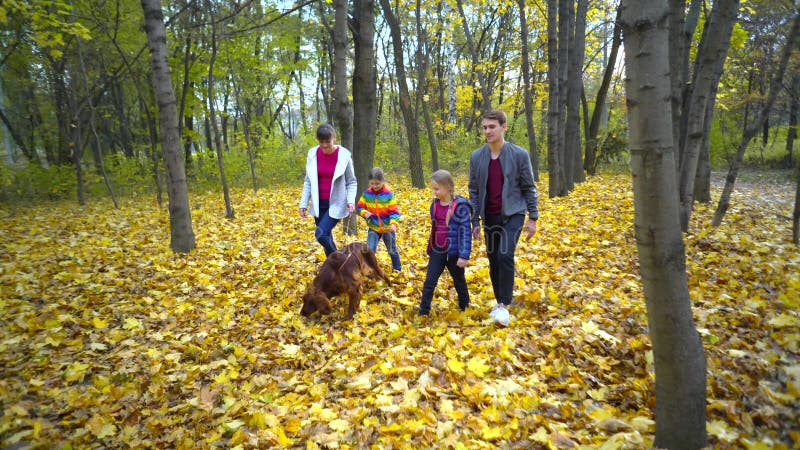 Glückliche eng verbundene Familie geht durch den Herbst Park mit dem Hundeirischen Setter Das Konzept einer engverbundenen Famili