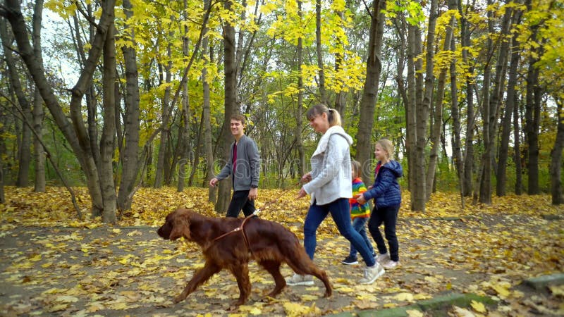 Glückliche eng verbundene Familie geht durch den Herbst Park mit dem Hundeirischen Setter Das Konzept einer engverbundenen Famili