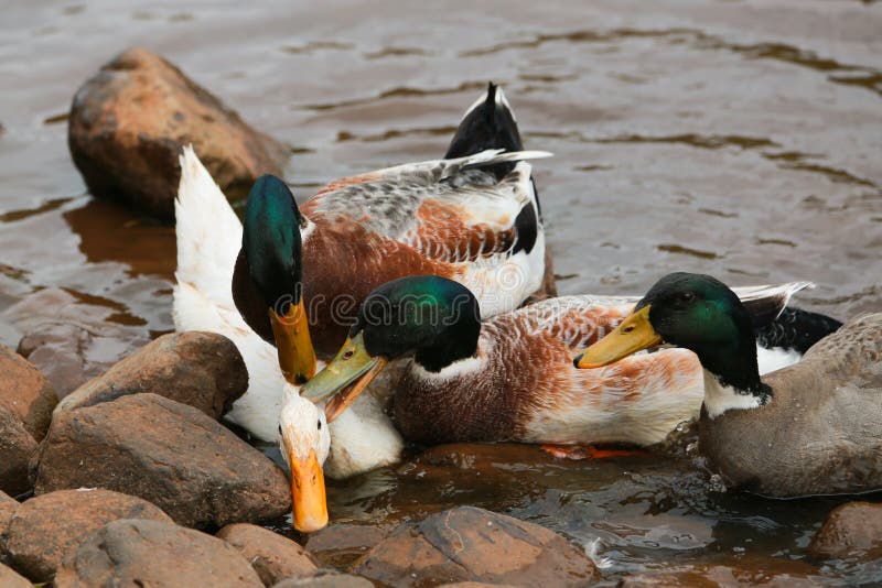 Glückliche Enten, Die in Einem Teich Spielen Stockbild Bild von
